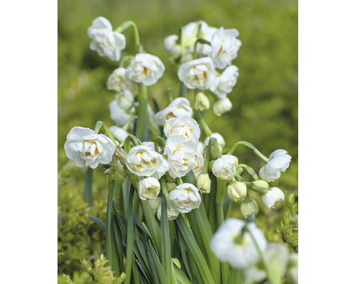 Narcis Bridal kvetináč Ø 12 cm rôzne druhy