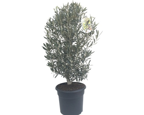 Olivovník európsky Olea europaea výška 40-60 cm kvetináč 7,5 l