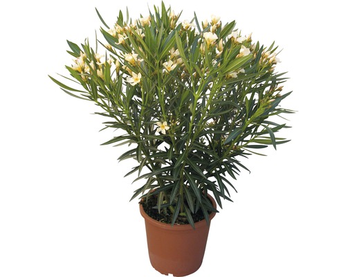 Oleander žltý FloraSelf Nerum oleander výška 40-60 cm kvetináč Ø 20 cm