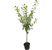 Slivka bluma, ringlota FloraSelf Prunus domestica 'Graf Althans' 100-150 cm kvetináč 6 l-thumb-2