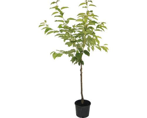 Čerešňa BIO polokmeň samoopelivá FloraSelf Bio Prunus avium 'Sunburst' celková výška 120-150 cm kvetináč 7,5 l