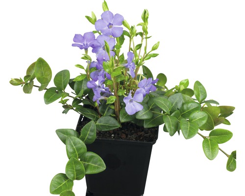 Zimozeleň rastlina v kvetináči