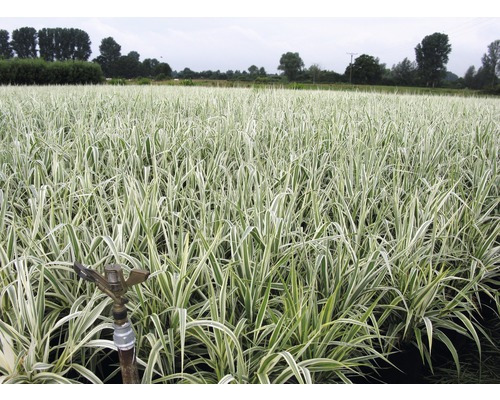 Trsteník obyčajný rákosovitý panašovaný FloraSelf Arundo donax 'Variegata' výška 30-100 cm kvetináč 3 l