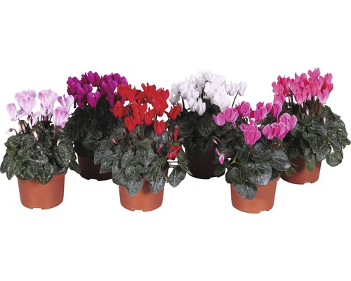 Cyklámen mini perský Cyclamen persicum výška cca 20 cm Ø 10,5 cm 1 ks, rôzne druhy Viaceré cyklámeny v kvetináčoch