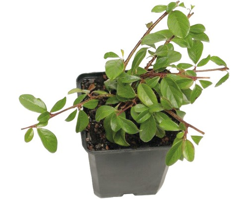 Skalník Dammerov FloraSelf Cotoneaster dammeri 'Coral Beauty' 10-15 cm kvetináč Ø 9 cm