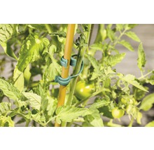 Rastlina paradajky s klipmi na rastliny a tyčou