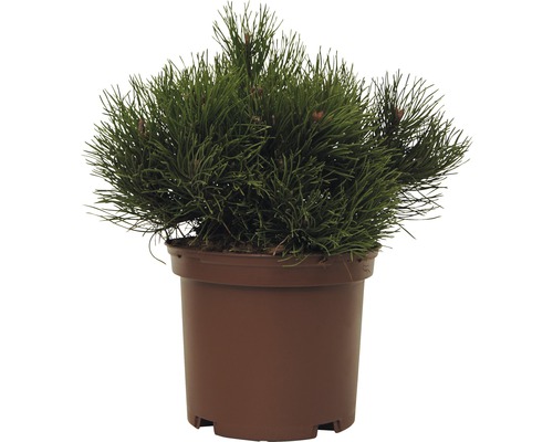Borovica kleč FloraSelf Pinus mugo „Pumilio“ 15-20 cm kvetináč 2 l