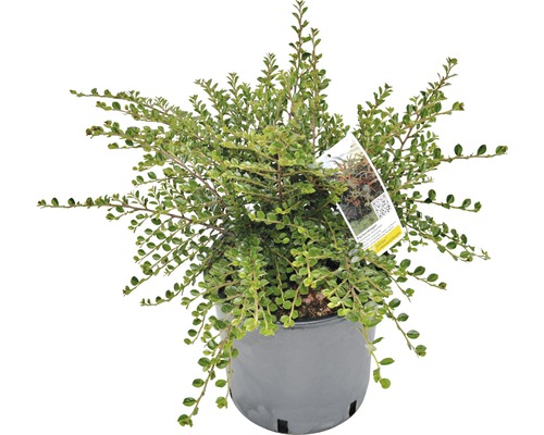 Skalník Dammerov Cotoneaster horizontalis výška 40-60 cm kvetináč 5 l