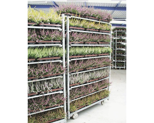 Kvitnúce rastliny vresu na pojazdnom vozíku na prepravu.