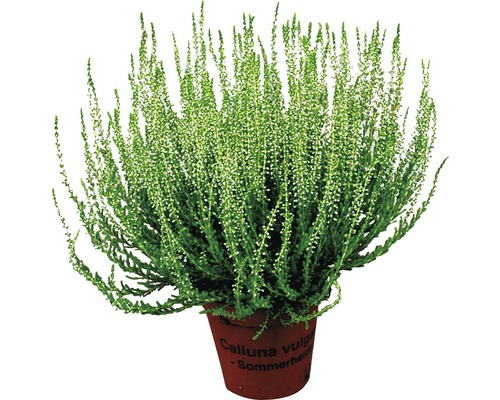 Vres obyčajný Calluna vulgaris v kvetináči