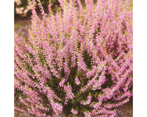 Vres obyčajný s fialovými kvetmi