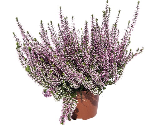 Vres obyčajný FloraSelf Calluna vulgaris kvetináč Ø 10/11 cm 1 ks, rôzne jednofarebné druhy