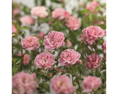 Ruža pôdopokryvná FloraSelf Rosa x hybrid 'The Fairy' 10-30 cm kvetináč 3 l