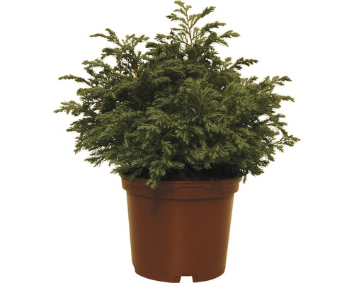 Cypruštek lawsonov v kvetináči