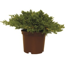 Borievka poliehavá FloraSelf Juniperus procumbens 'Nana' 20-25 cm kvetináč 2 l-thumb-0