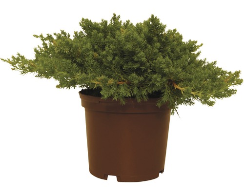 Borievka poliehavá FloraSelf Juniperus procumbens 'Nana' 20-25 cm kvetináč 2 l