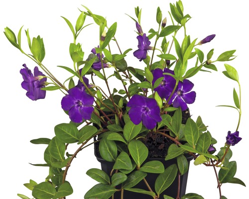 Farbienok s fialovými kvetmi FloraSelf Vinca minor 'Atropurpurea' 5-7 výhonov kvetináč Ø 9 cm Farbienok s fialovými kvetmi FloraSelf Vinca minor 'Atropurpurea' 5-7 výhonov kvetináč Ø 9 cm