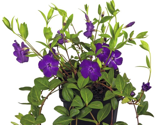 Farbienok s fialovými kvetmi FloraSelf Vinca minor 'Atropurpurea' 5-7 výhonov kvetináč Ø 9 cm