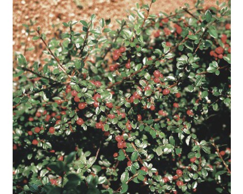 Skalník Dammerov FloraSelf Cotoneaster dammeri radicans 10-15 cm