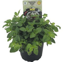 Grécke oregano v kvetináči