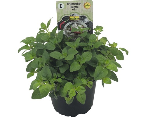 Grécke oregano v kvetináči