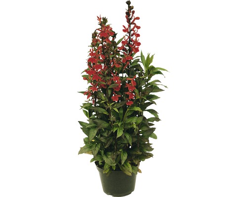 Lobelka ružová FloraSelf Lobelia speciosa výška 10-40 cm kvetináč 3 l