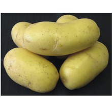 Žlté konzumné zemiaky