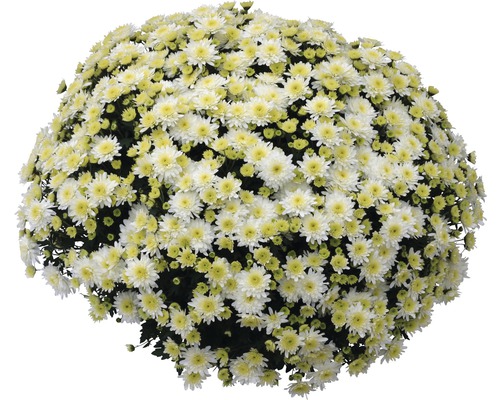 Chryzantéma multiflora v miske Ø 27 cm, rôzne farby