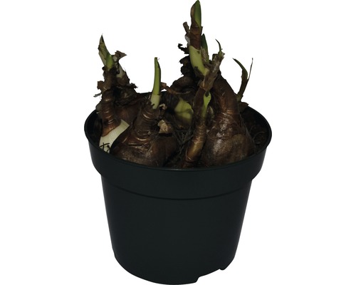 Cibuľa amarylis v kvetináči