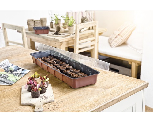 Miska na pestovanie s tabletami na siatie a priehľadným vekom na drevenom stole, s mladými rastlinami a kvetináčmi na siatie v pozadí.