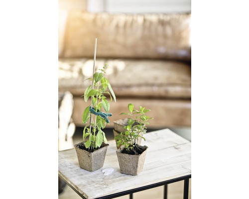 Snímka bazalky a mäty v kvetináčoch na stole