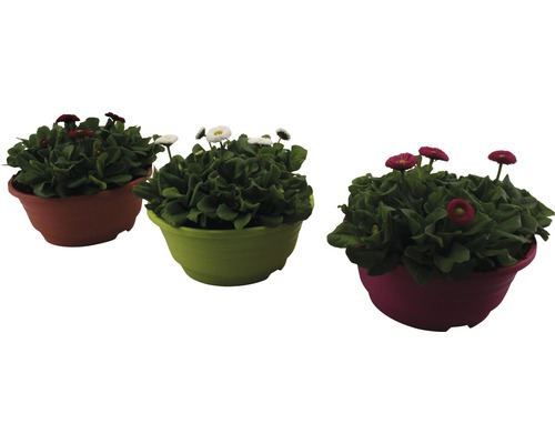 Sedmokráska obyčajná FloraSelf Bellis perennis kvetináč Ø 21 cm 1 ks, rôzne farby Tri sedmokrásky v kvetináči