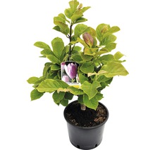 Magnólia ''Satisfaction'' v kvetináči