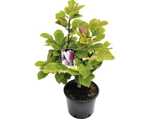 Magnólia ''Satisfaction'' v kvetináči