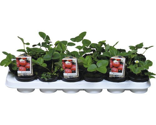 Sadenice jahôd v sadbovacom kontajneri