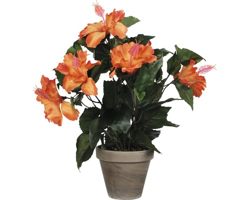 Ibištek v kvetináči ako dekorácia