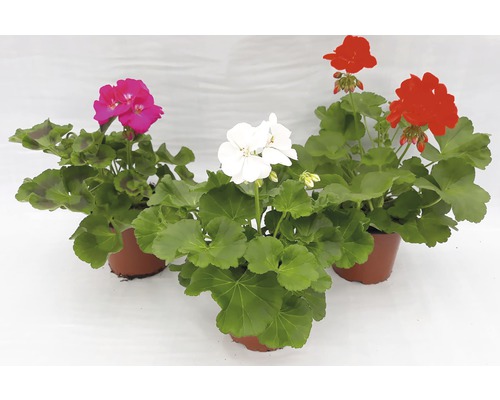Tri rastliny pelargónie v kvetináčoch s červenými, bielymi a ružovými kvetmi