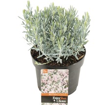 Andromédka sivolistá FloraSelf Andromeda polifolia 'Blue Lagoon' výška 10-20 cm kvetináč 2 l