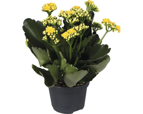 Kolopejka vďačná žltá Kalanchoe blossfeldiana „Calandiva“ 20-25 cm kvetináč Ø 12 cm Kalanchoe rastlina so žltými kvetmi v kvetináči