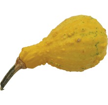 Okrasná tekvica