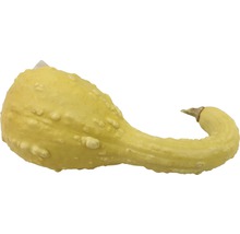 Žltá okrasná tekvica