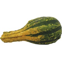 Okrasná tekvica