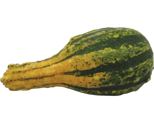 Okrasná tekvica