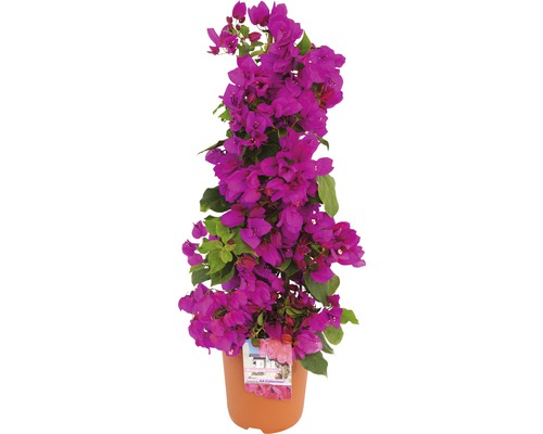 Bugenvilea FloraSelf Bougainvillea 'Sanderiana' celková výška cca 50 cm kvetináč Ø 19 cm