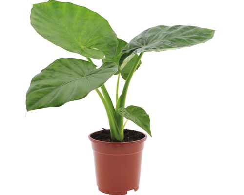 Alokázia FloraSelf Alocasia macrorrhiza výška 60-70 cm kvetináč Ø 17 cm