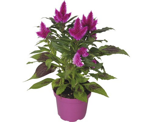 Plamenník striebristý Celosia argentea kvetináč Ø 16 cm