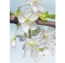 Fototapeta vliesová XXL2-033 Blossom 2-dielna 184x248 cm