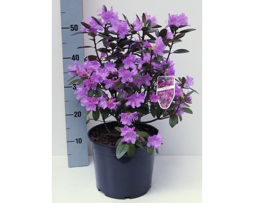 Rododendron v kvetináči s fialovými kvetmi