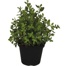 Rastlina oregano v kvetináči