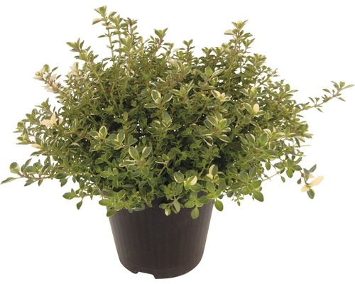 Materina dúška citrónová FloraSelf Thymus citriodorus 'Silver Queen' kvetináč Ø 12 cm Kvetináč s citrónovým tymianom